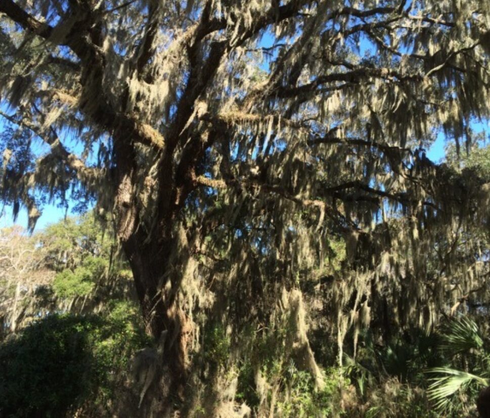 Tree with spanish moss.